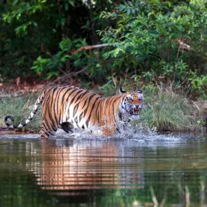 Bandhavgarh National Park